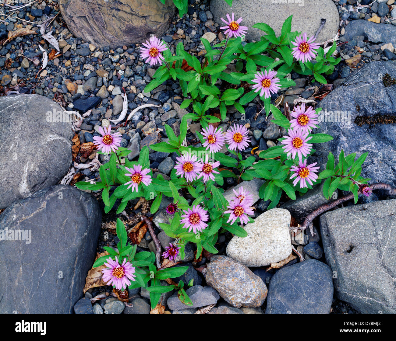 Siberian aster Aster sibiricus growing along rocky shore Lake Aleknagik Wood-Tikchik State Park Alaska. Stock Photo