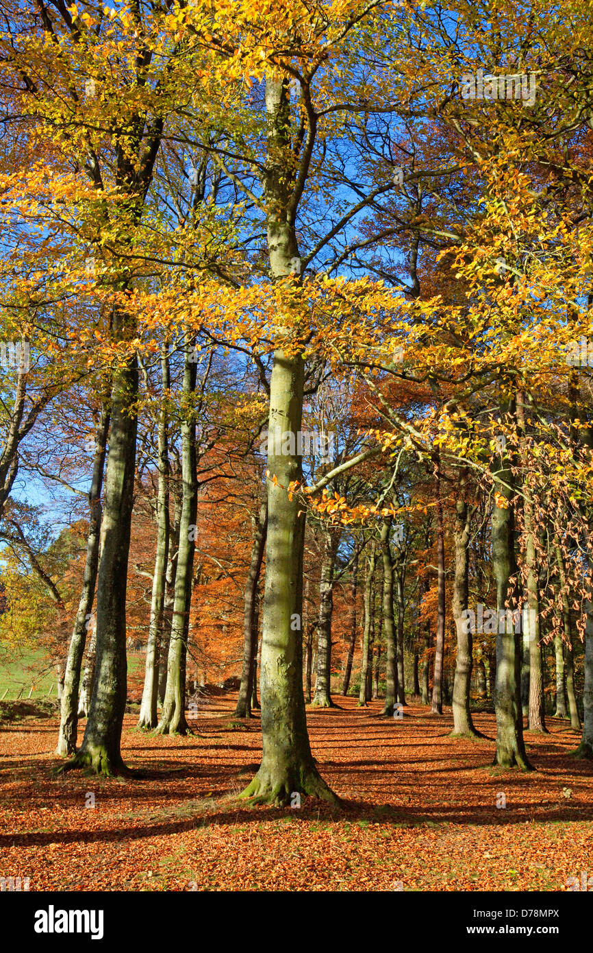 Sunlit autumn mixed woodland interior, Comrie ,Scotland UK Stock Photo