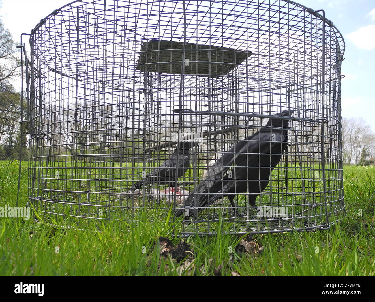 A crow trap with a 'Judas' crow and a victim - often called Larsen or Larssen trap they use the decoy or 'Judas' crow to attract others into the trap Stock Photo