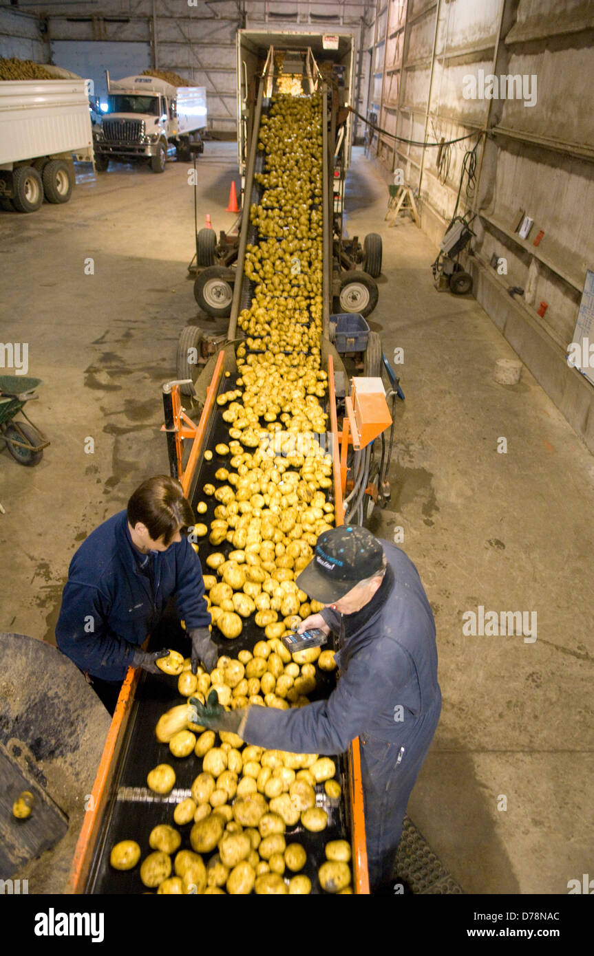 Canada Alberta Chin Elevated view above workers sorting FL 1879 potatoes on conveyer belt for transport to potato plant for Stock Photo