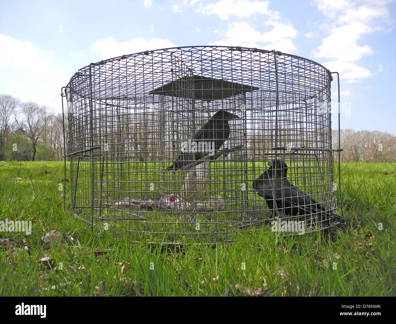 A crow trap with a 'Judas' crow and a victim - often called Larsen or Larssen trap they use the decoy or 'Judas' crow to attract others into the trap Stock Photo