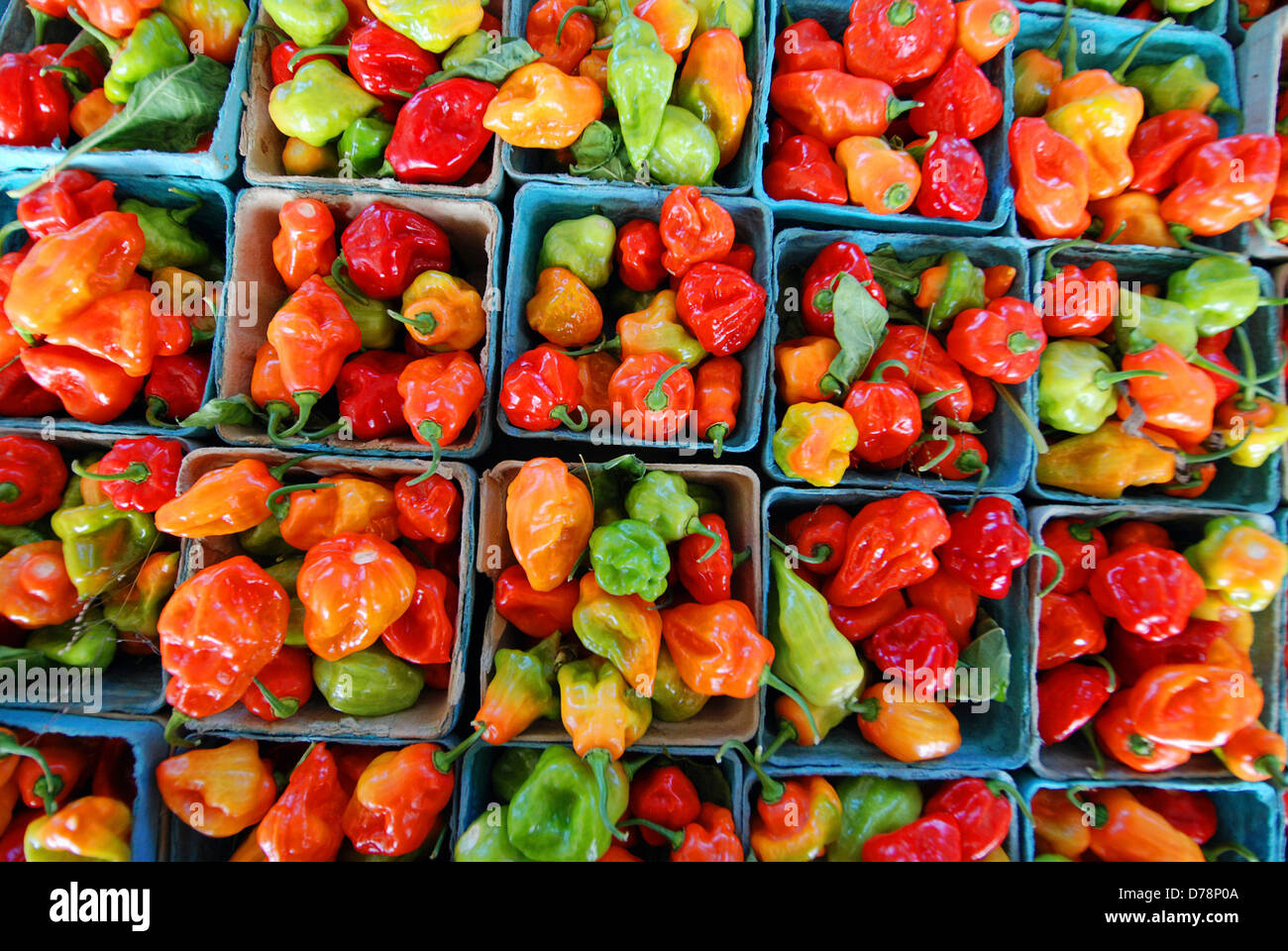 USA, New York, Rochester, Cartons of colorful red, orange, green and yellow chilli peppers for sale at the Public Market. Stock Photo