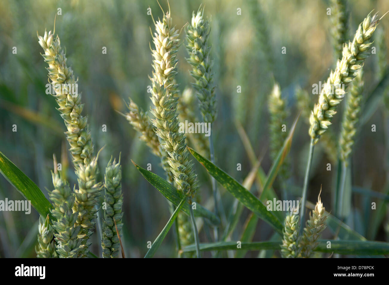 England, West Sussex, Henfield, Ears of Wheat growing in field. Stock Photo