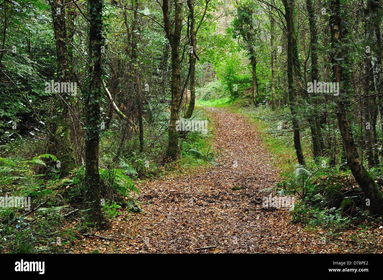 A view of Charmouth Forest Dorset Stock Photo