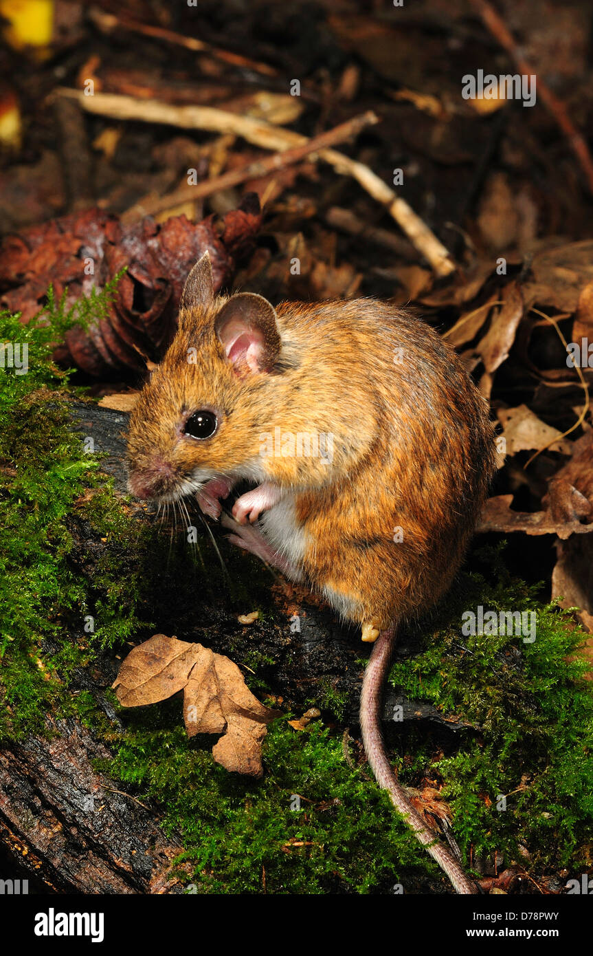 A woodmouse mouse Stock Photo