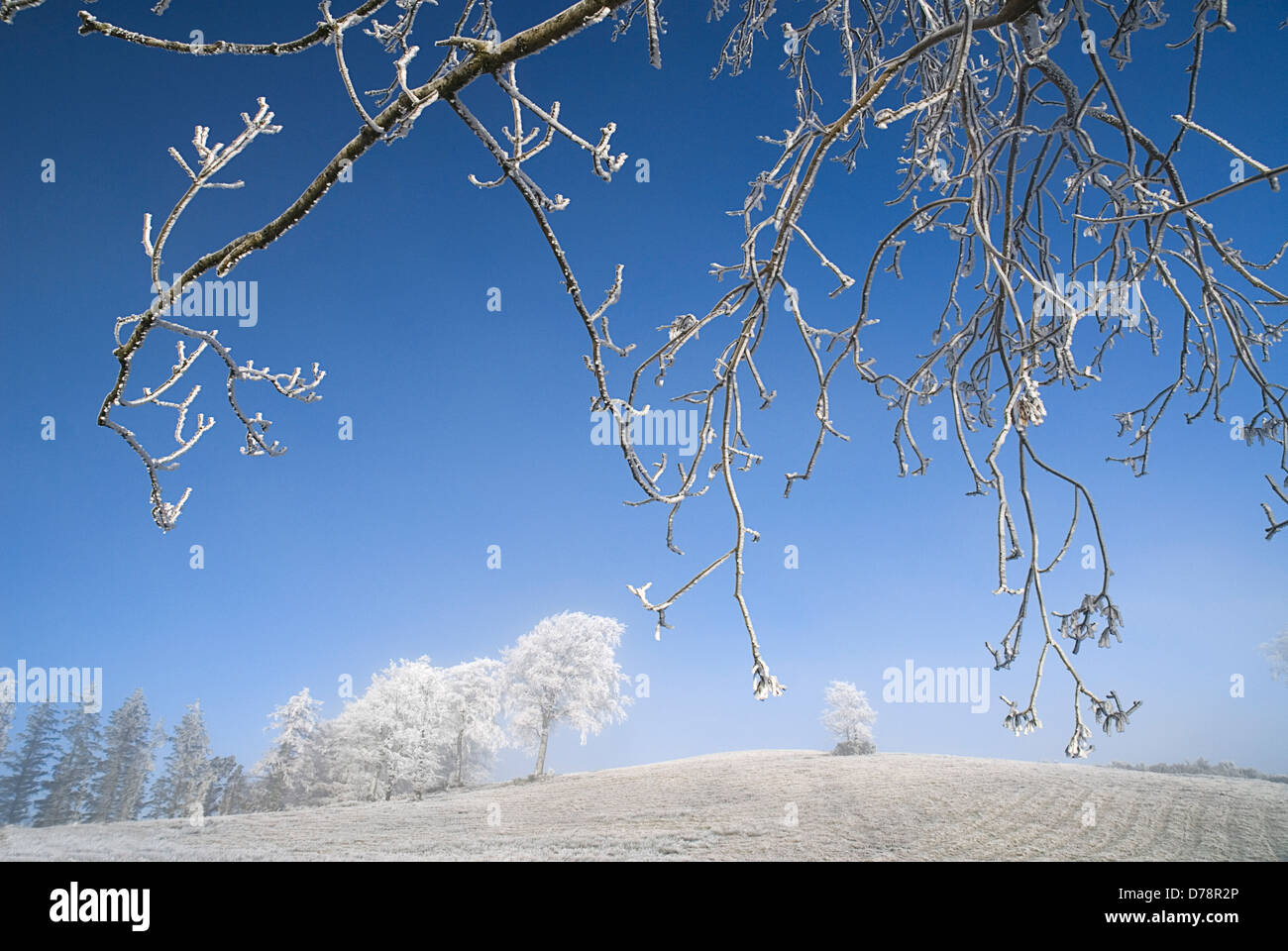 Ireland, County Monaghan, Tullyard, Trees in winter on crest of hill covered in hoar frost on outskirts of Monaghan town. Stock Photo