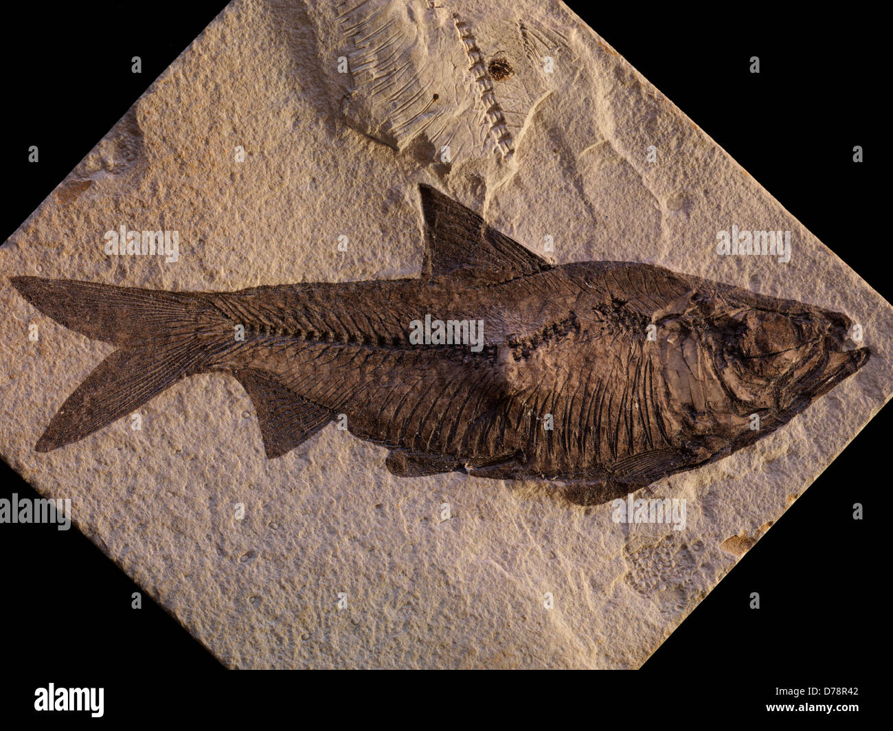 Freshwater fossilized herring-like fish Knightia eocaena state fossil State Wyoming 55-million-year-old Eocene Green River Stock Photo