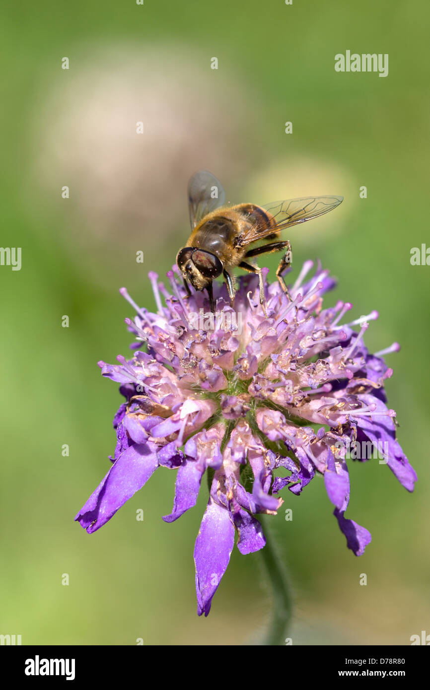 Bee gathering nectar. England UK Stock Photo