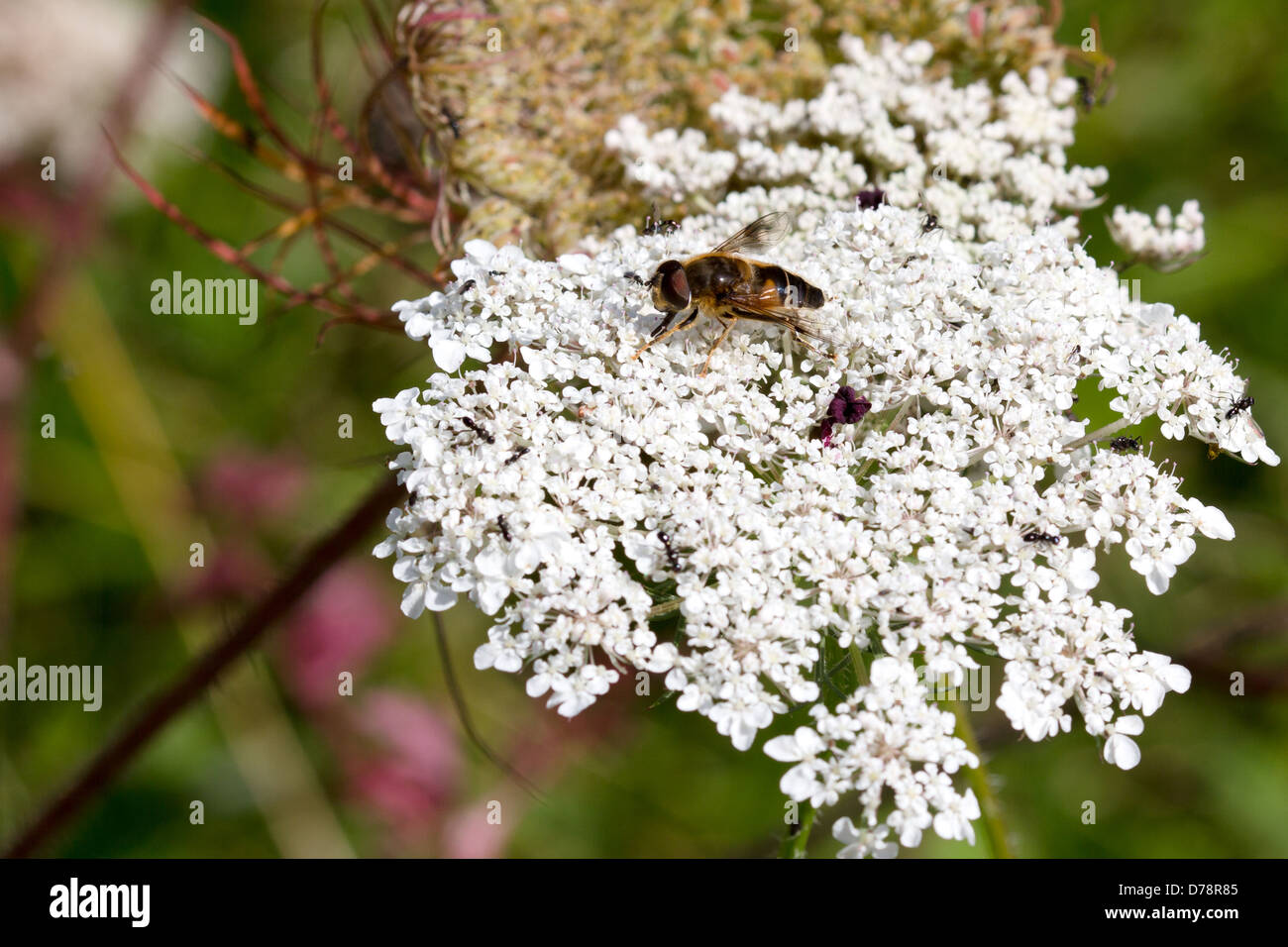 Bee gathering nectar. England UK Stock Photo