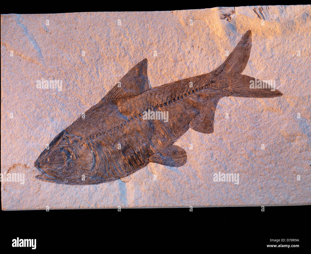Freshwater fossilized herring-like fish Knightia eocaena state fossil State Wyoming 55-million-year-old Eocene Green River Stock Photo