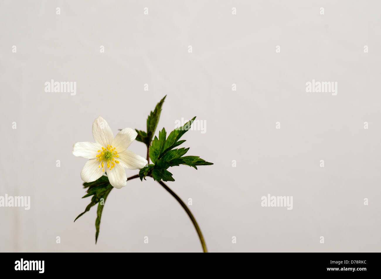 White spring flower at white background, Wood Anemone Stock Photo