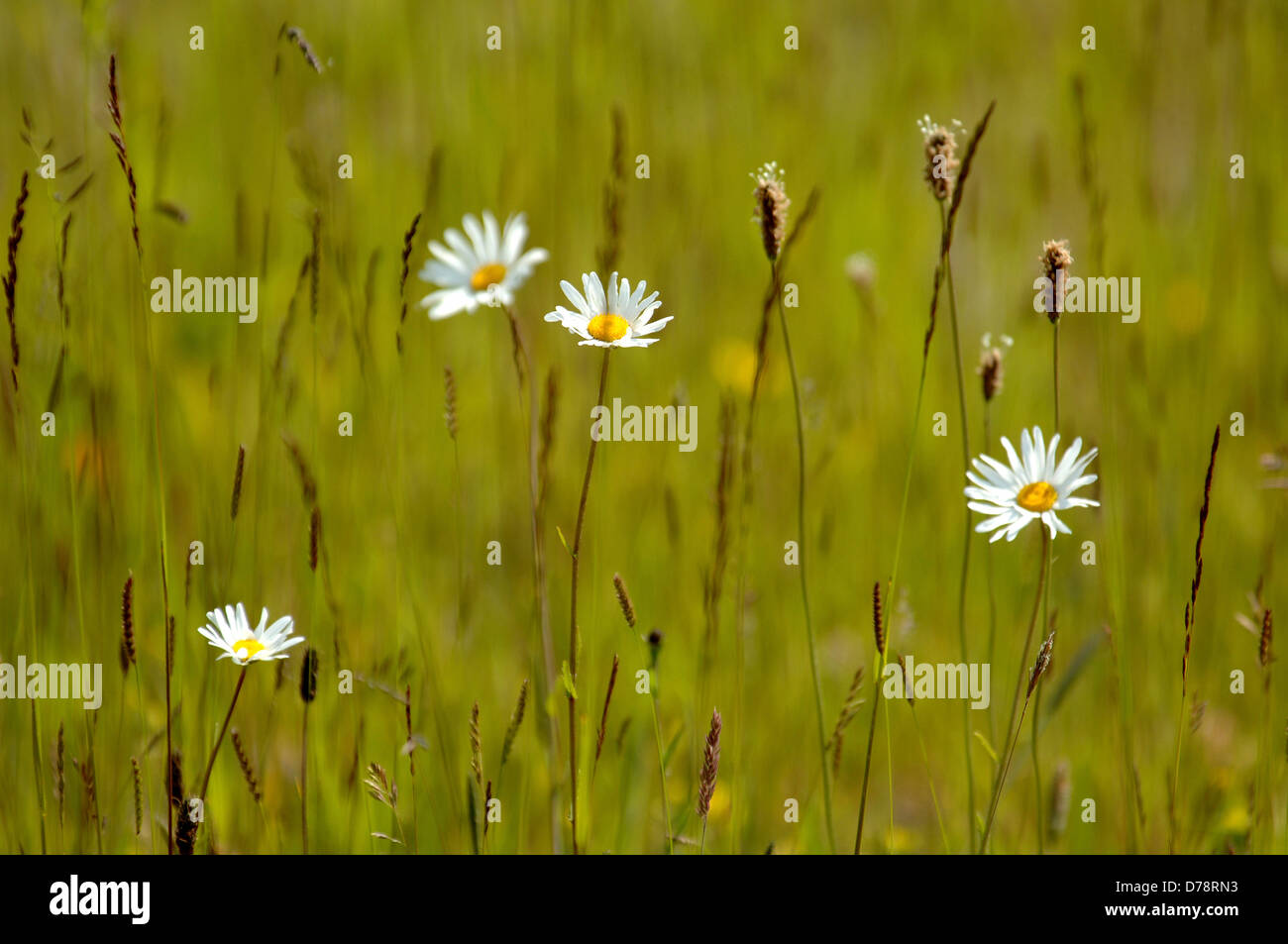 Ox-eye daisy, Leucanthemum vulgare, growing amonst wild grasses. Stock Photo