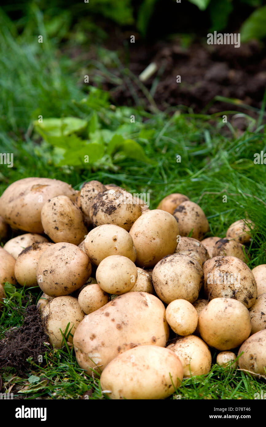 England, West Sussex, Bognor Regis, Freshly unearthed potatoes from an allotment vegetable plot. Stock Photo