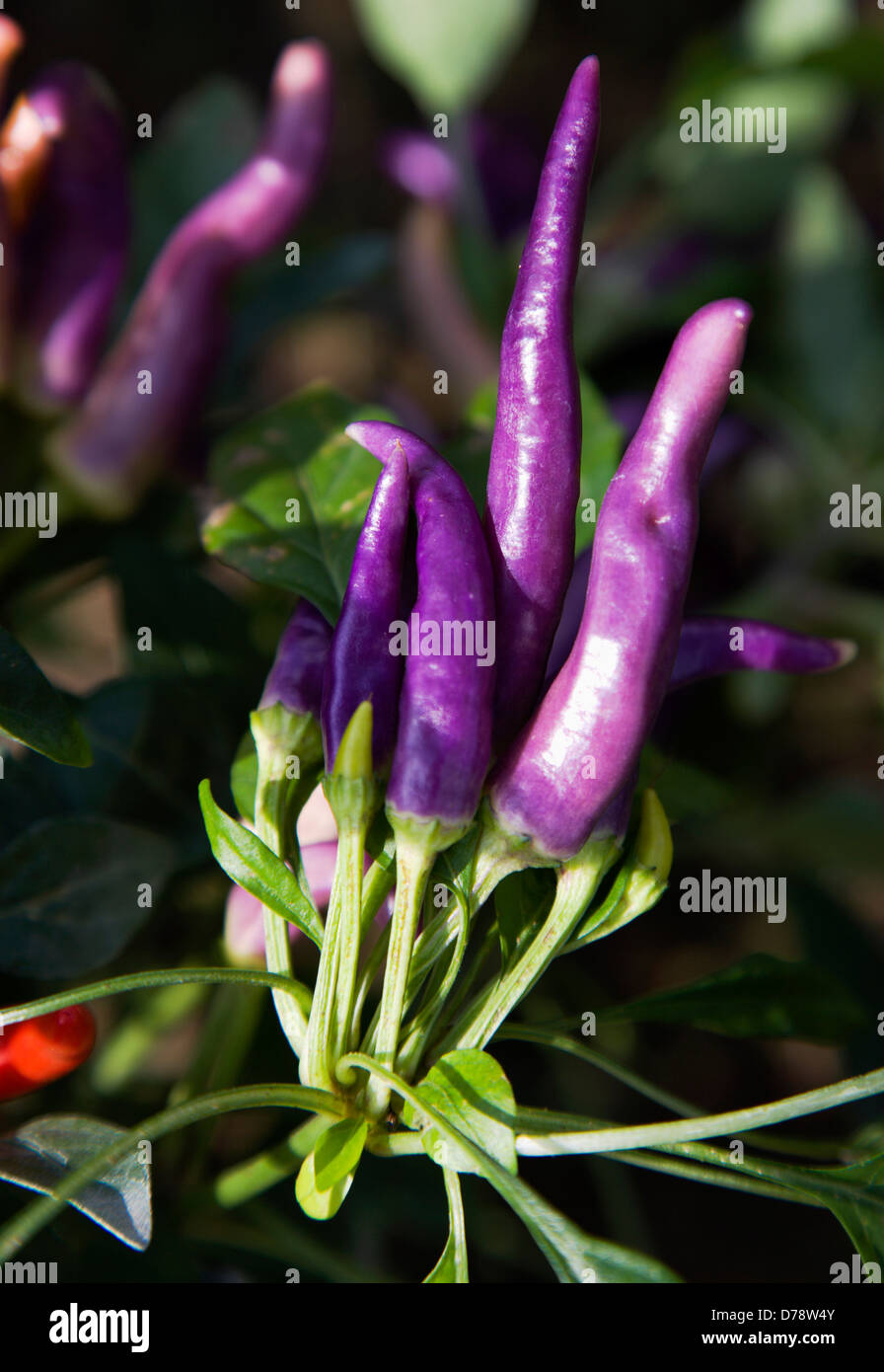 Upright fruits of purple chili peppers growing on plant Stock Photo Alamy