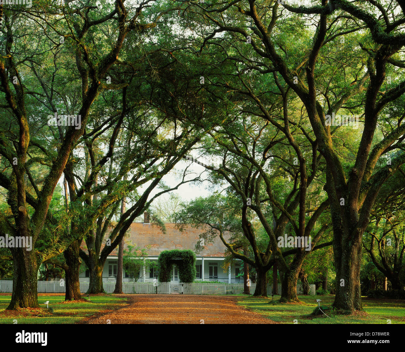 Live oak allee leading to Beau Fort Plantation house example Creole architecture built about 1790 Cane River National Heritage Stock Photo