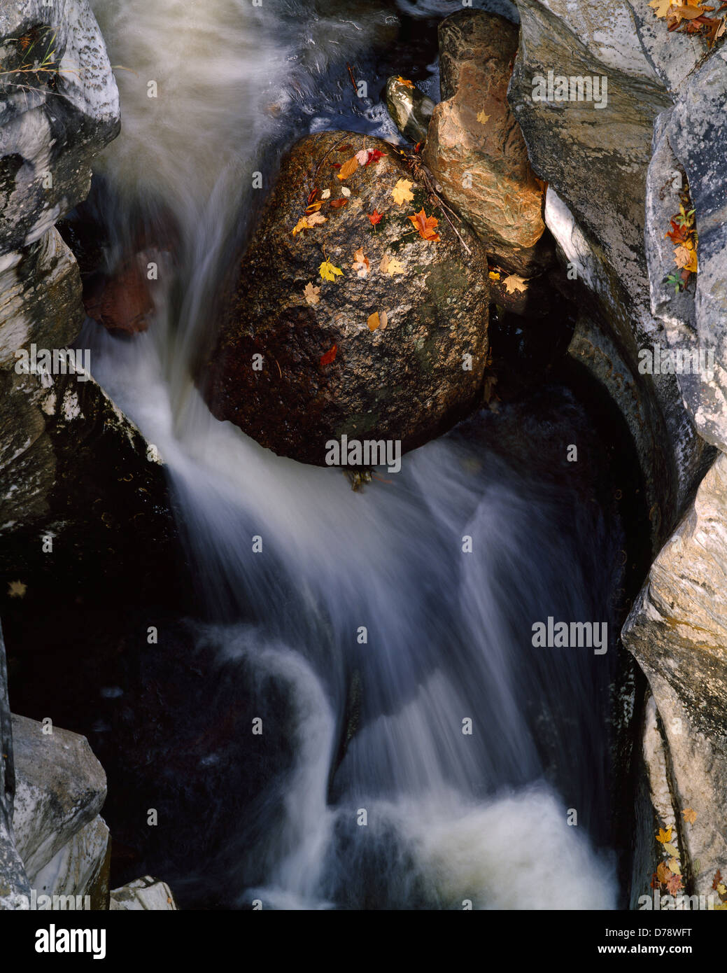 Granite boulder autumn leaves in marble gorge Hudson Brook Berkshire Mountains Natural Bridge State Park Massachusetts. Stock Photo