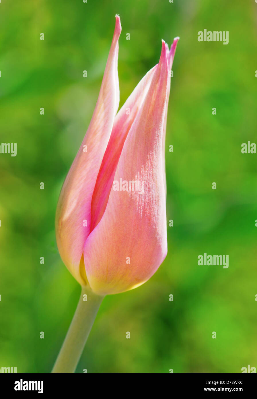 Pink tulip flower on green background Stock Photo