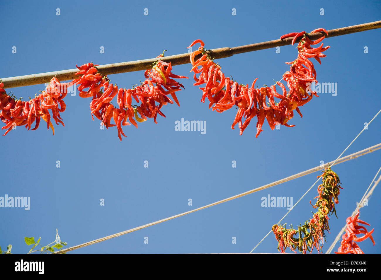 Turkey Aydin Province Kusadasi Strings of red orange chilies hanging up to dry in late afternoon summer sunshine in old town Stock Photo