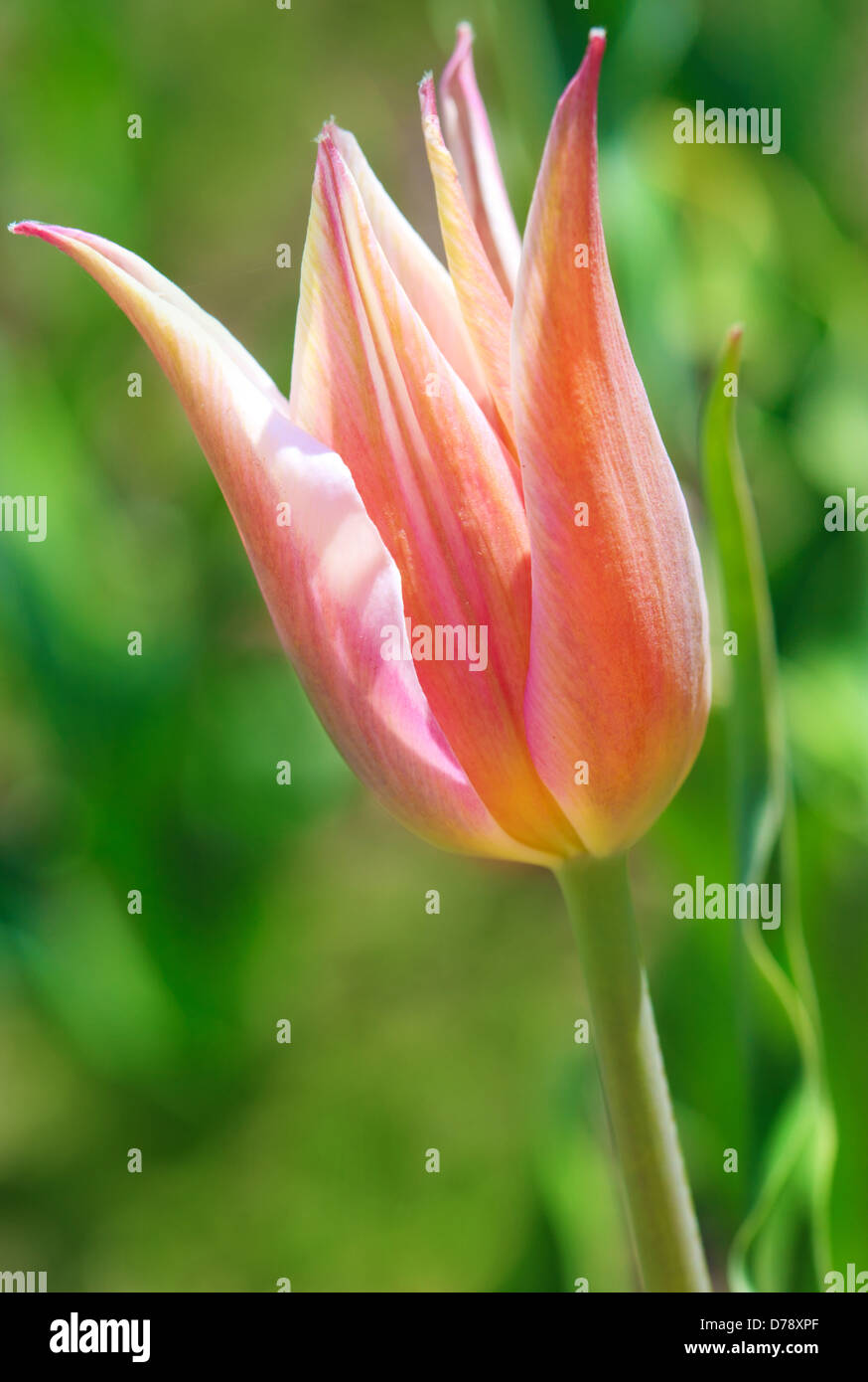 Pink tulip flower on green background Stock Photo