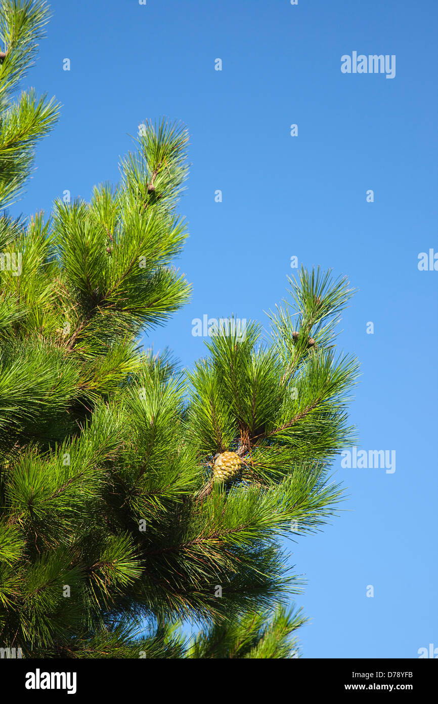 Branches of conifer with pine cones visible against blue sky. Stock Photo