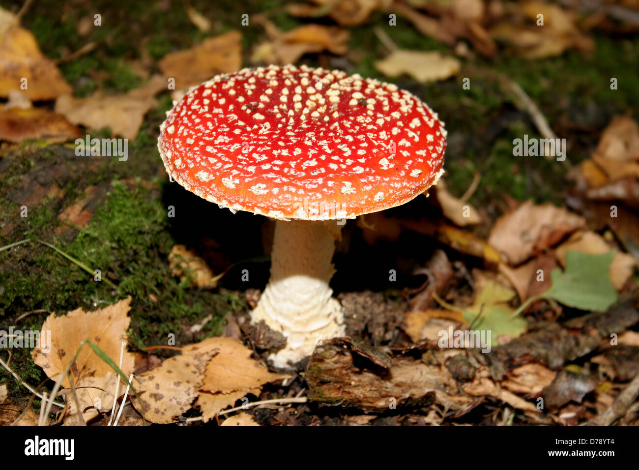 Fly agaric, Amanita muscaria, British fungus with red cap and white spots. Stock Photo