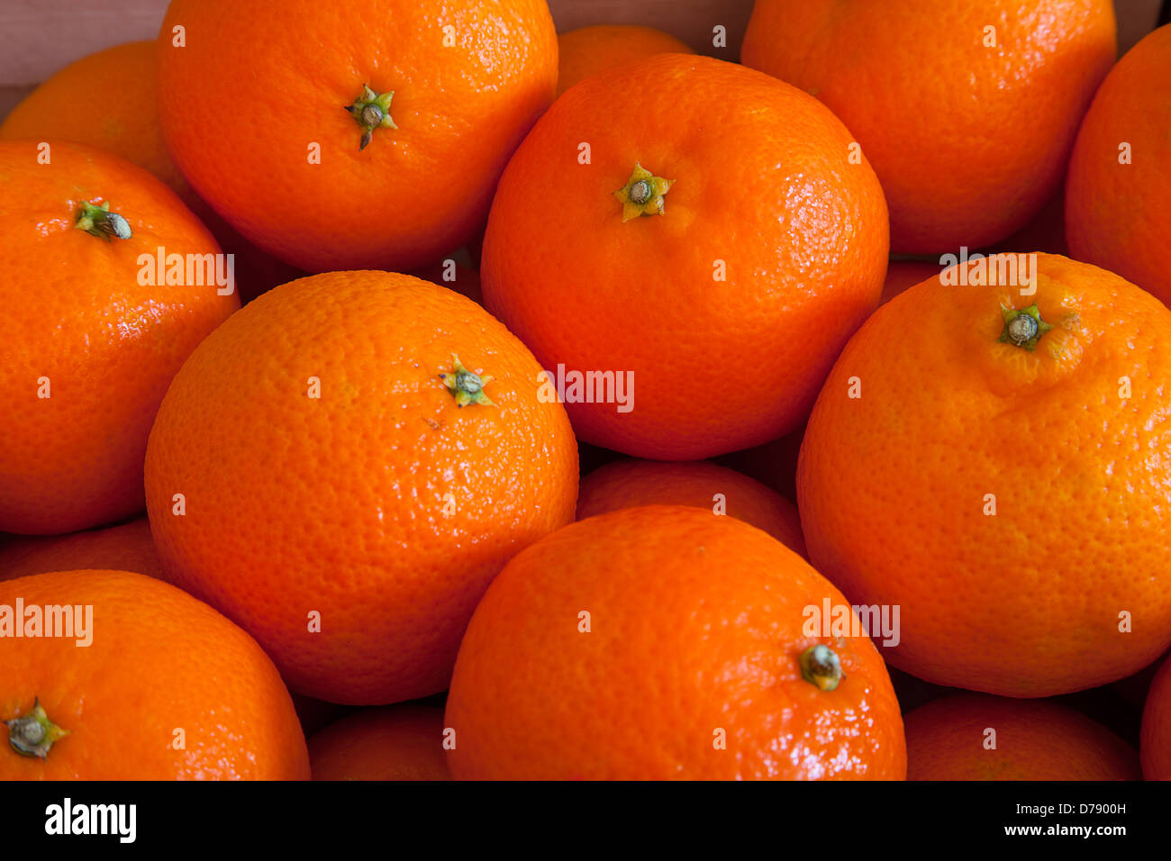 Grouped Clementines, filling camera frame. Stock Photo