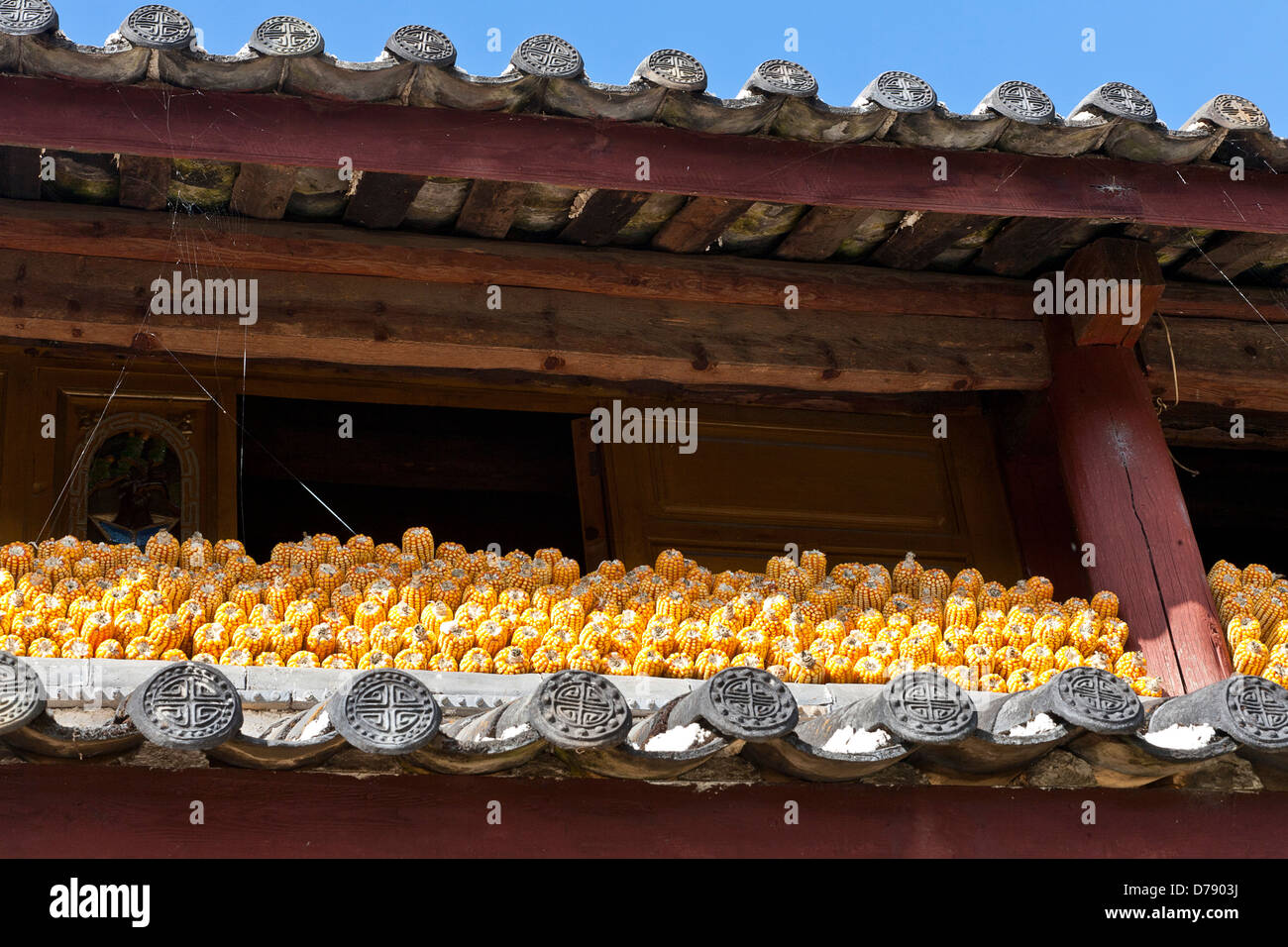 China, Yunnan Province, Lijiang, Yuhu Village, Corn cobs drying in the sun, beneath the roof of a farm building. Stock Photo