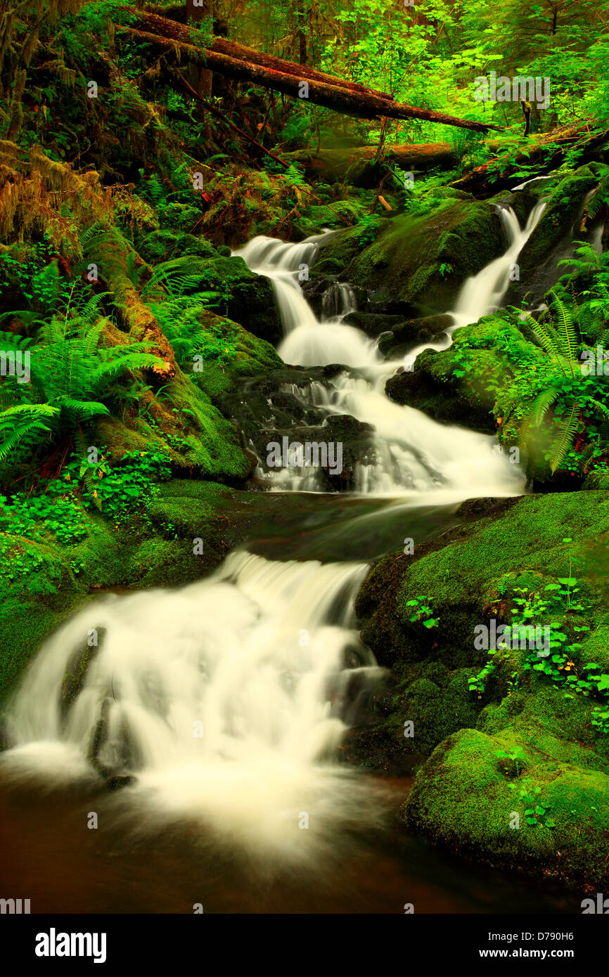 USA Washington Olympic National Park Quinault Rainforest Scenic usa-washington-olympic-national-park-quinault-rainforest-scenic
