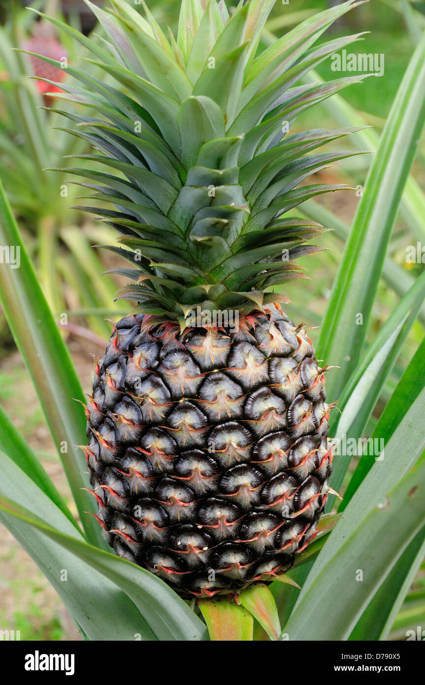 Mexico, Jalisco, Puerto Vallarta, Pineapple growing. Stock Photo
