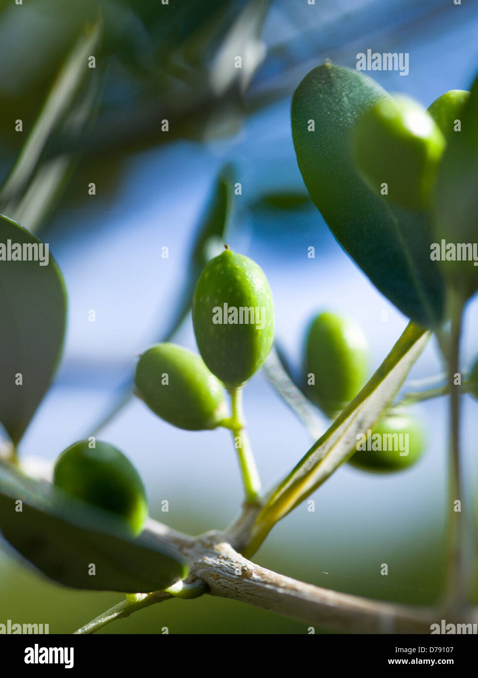Olive, Olea europea,Olea europaea, Young, green olives growing on an olive tree. Stock Photo