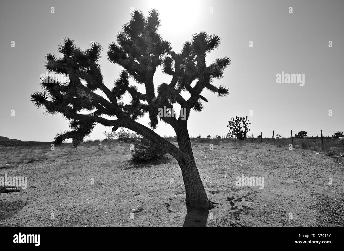 Joshua Tree on the I-15 in the Mojave Desert, California Stock Photo