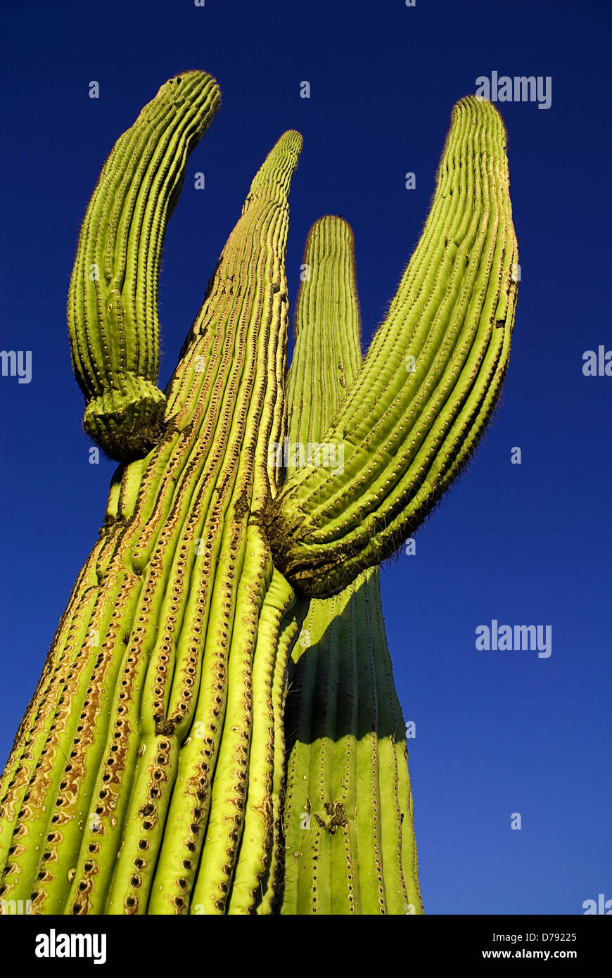 USA, Arizona, Saguaro National Park, Carnegiea gigantea, Giant Saguaro cactus with raised ridged branches against blue sky. Stock Photo