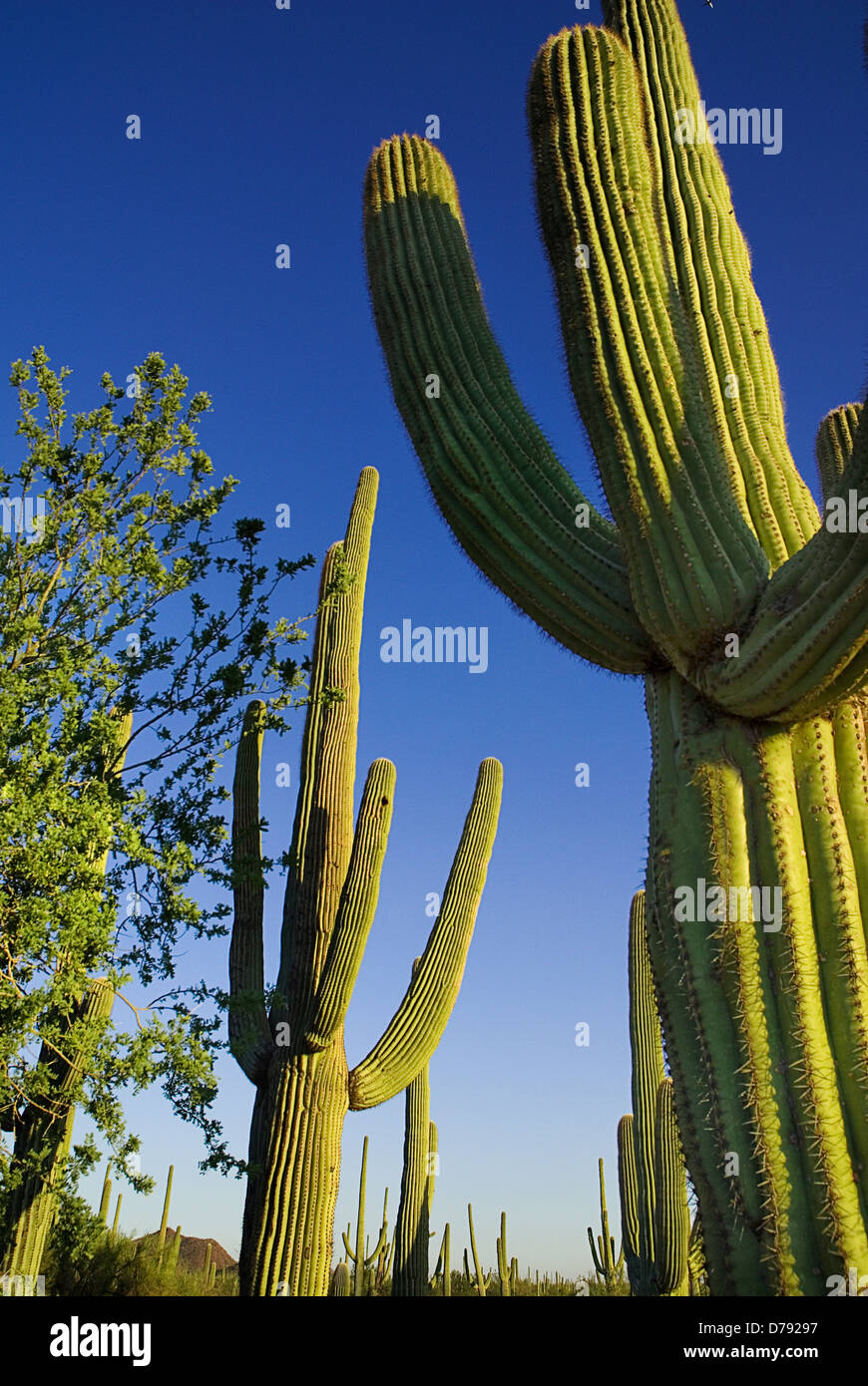 USA, Arizona, Saguaro National Park, Carnegiea gigantea, Giant Saguaro cacti with ribbed branches against blue sky. Stock Photo