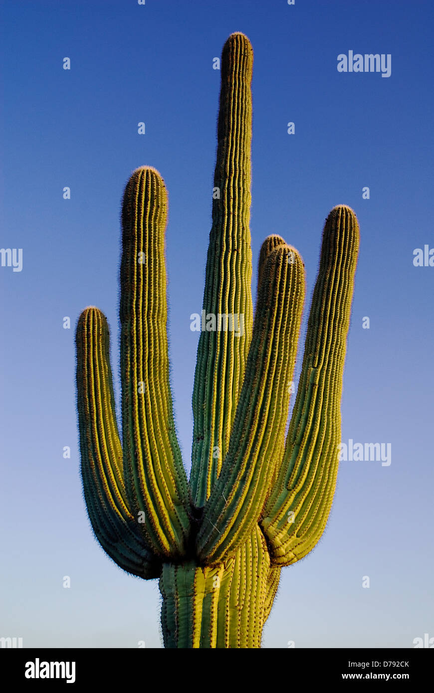 USA, Arizona, Saguaro National Park, Ridged branches of Giant Saguaro cactus, Carnegiea gigantea, against blue sky. Stock Photo