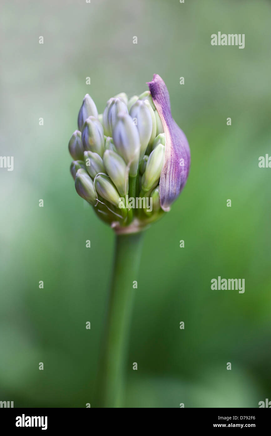Cluster of buds of Agapanthus flower head emerging from protective