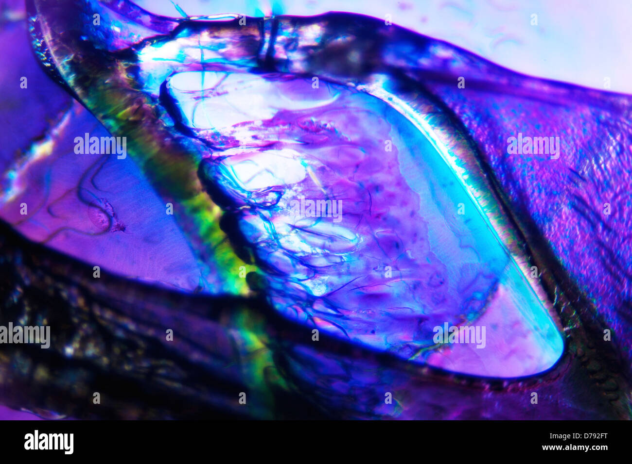 Light Graphics: Microphoto of translucent structures in polarized light ...