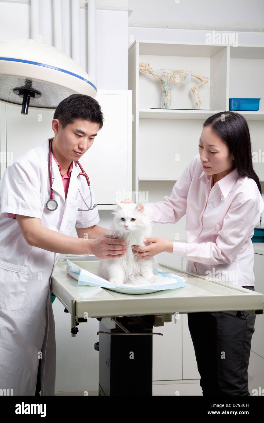 Woman with pet dog in veterinarian's office Stock Photo