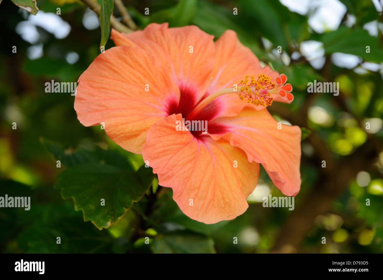 Peach hibiscus hi-res stock photography and images - Alamy