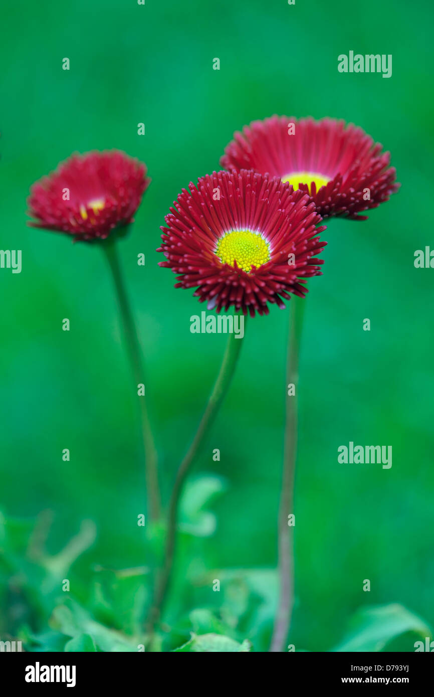 Three flowers of Bellis perennis Tasso Red with dark red double petals surrounding yellow centre. Stock Photo