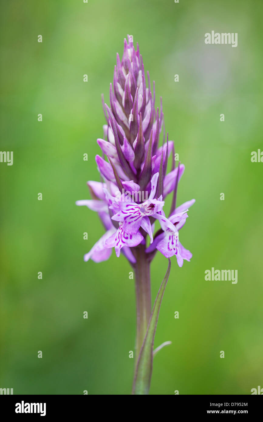 Flower spike of Common spotted orchid, Dactylorhiza fuchsii. Stock Photo