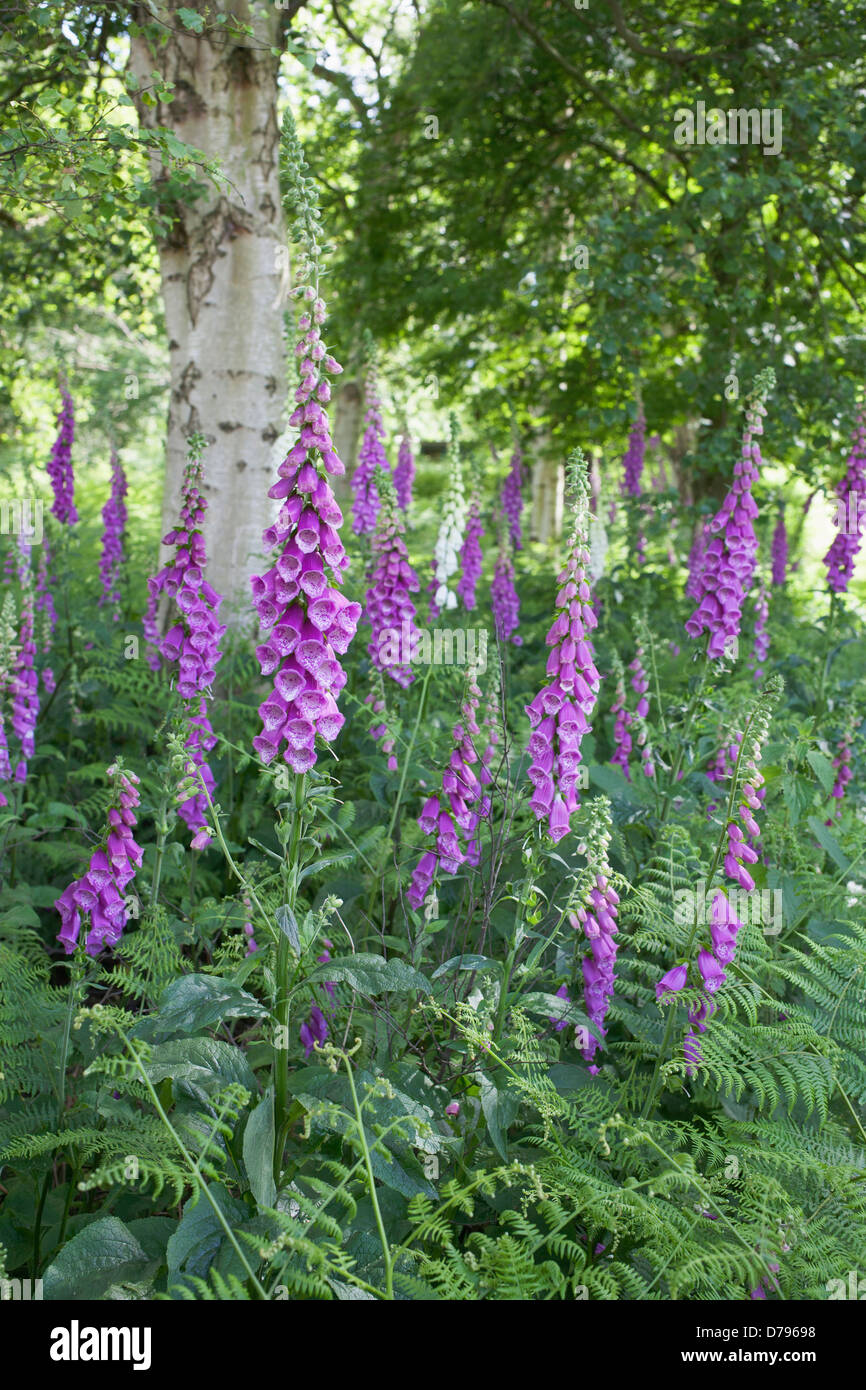 Foxgloves, Digitalis purpurea growing amongst ferns in shaded area with trees. Stock Photo