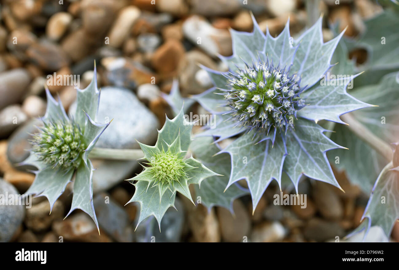 Sea holly, Eryngium maritimum. Flower heads surrounded by spiny bracts netted with silvery white veins. Stock Photo