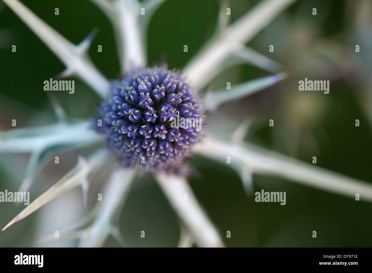Sea holly, Eryngium variifolium. Spheical head of small, blue flowers surrounded by narrow, spiny, silver bracts. Stock Photo
