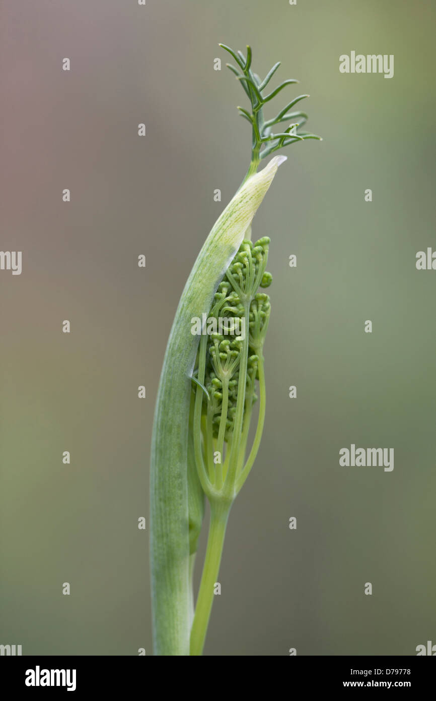 Fennel flower head emerging from protective casing. Stock Photo