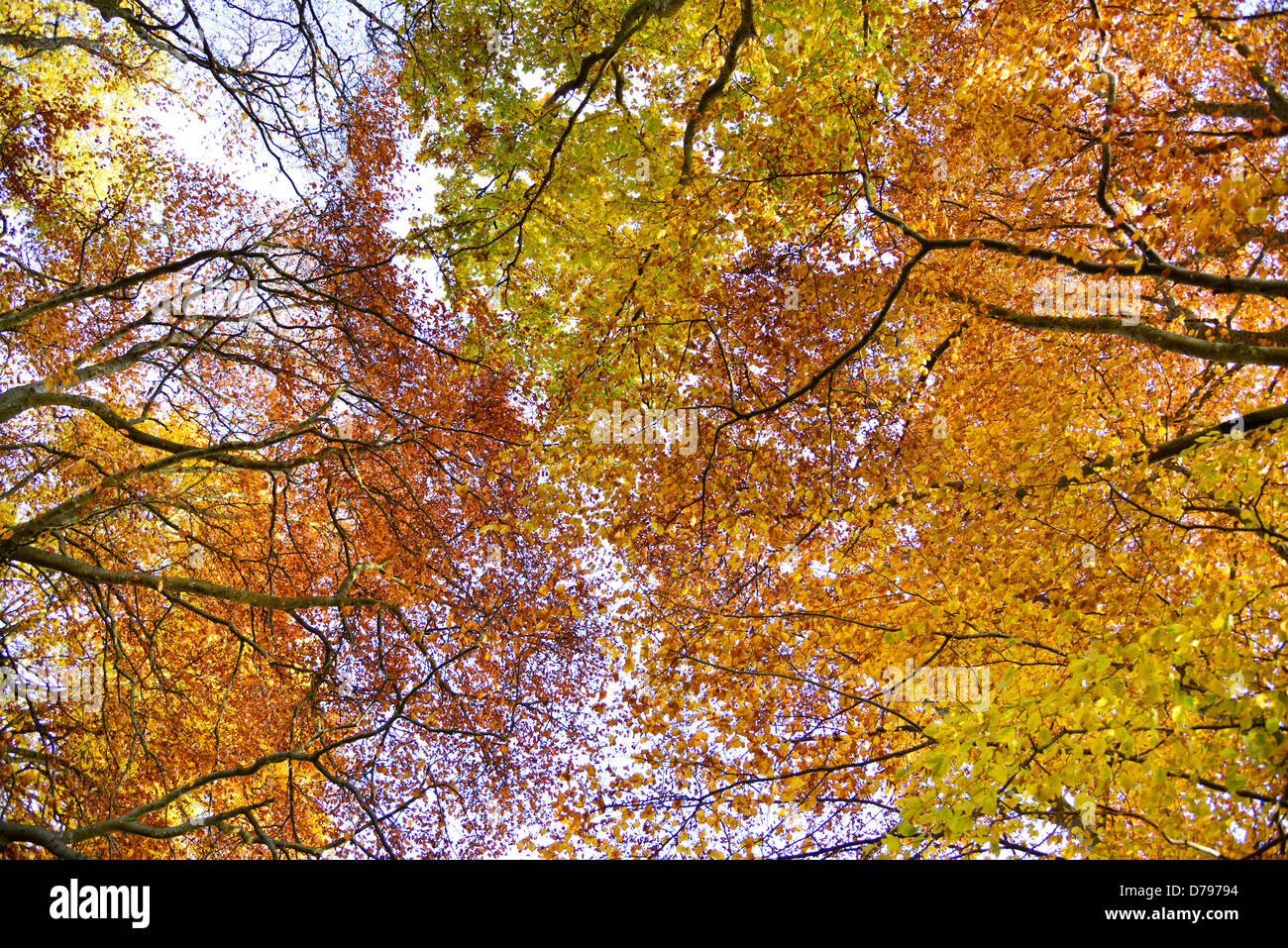 Looking up through colourful autumn leaves and branches. Crieff Perthsire Scotland UK Stock Photo