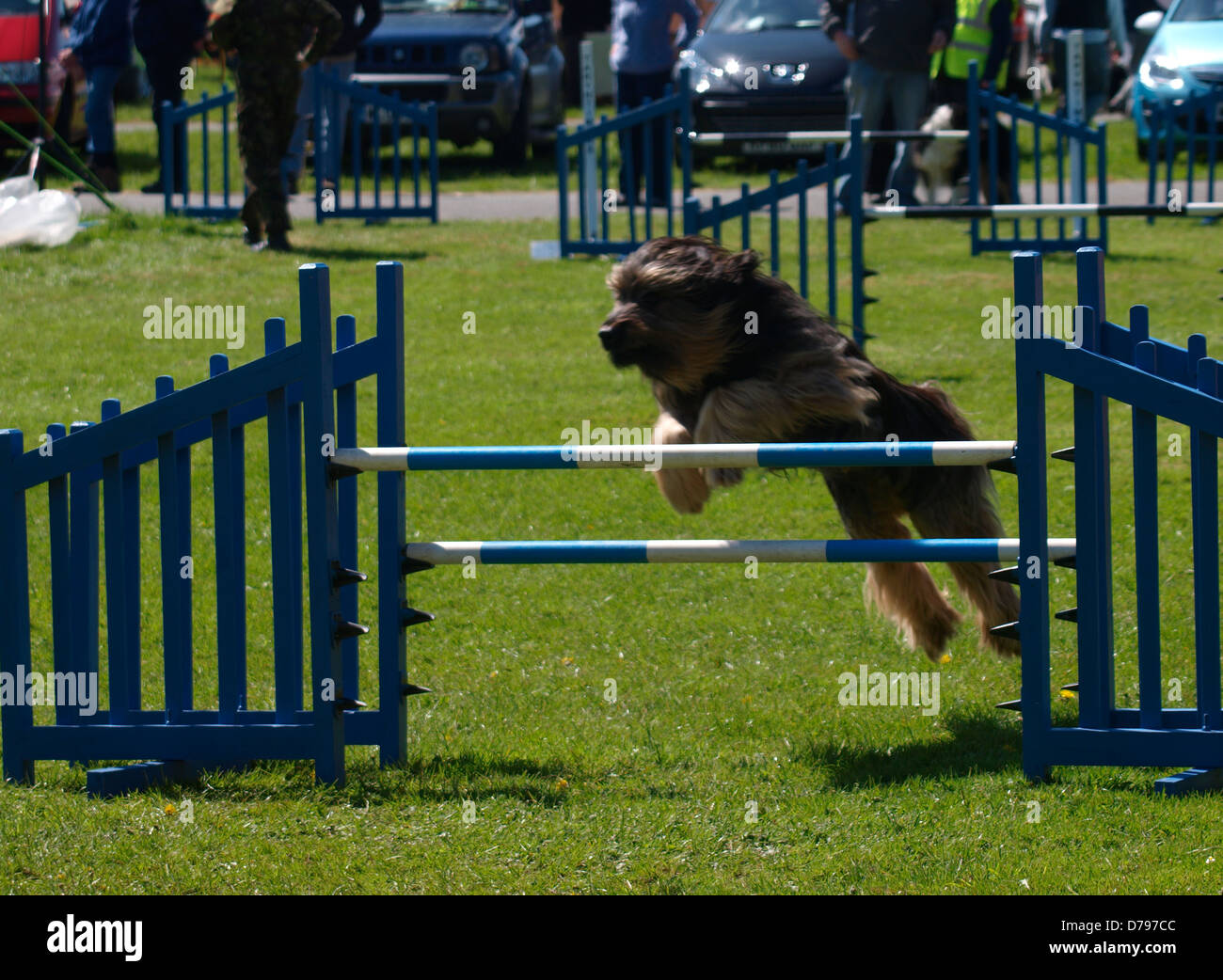 Dog agility competition at the Royal Cornwall Showground,The Cornwall