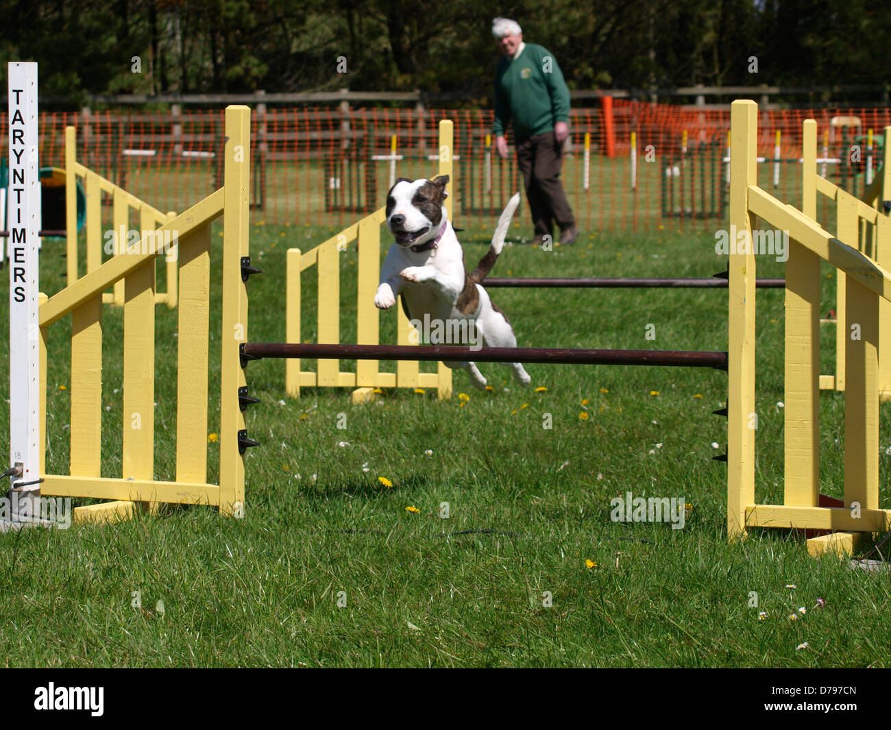 Dog agility competition at the Royal Cornwall Showground,The Cornwall