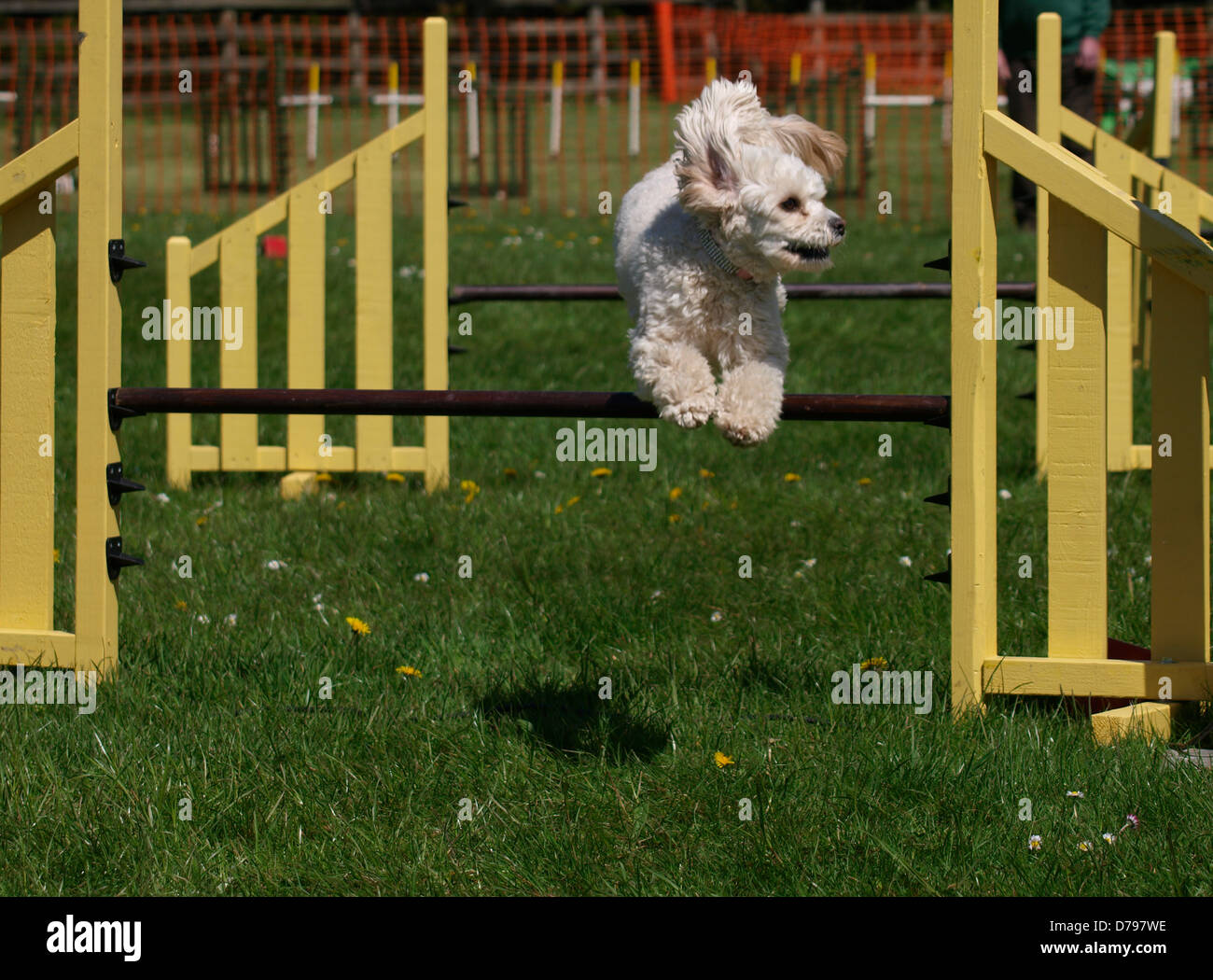 Dog agility competition at the Royal Cornwall Showground,The Cornwall
