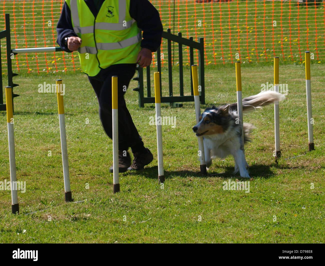 Weave poles, Dog agility competition at the Royal Cornwall Showground