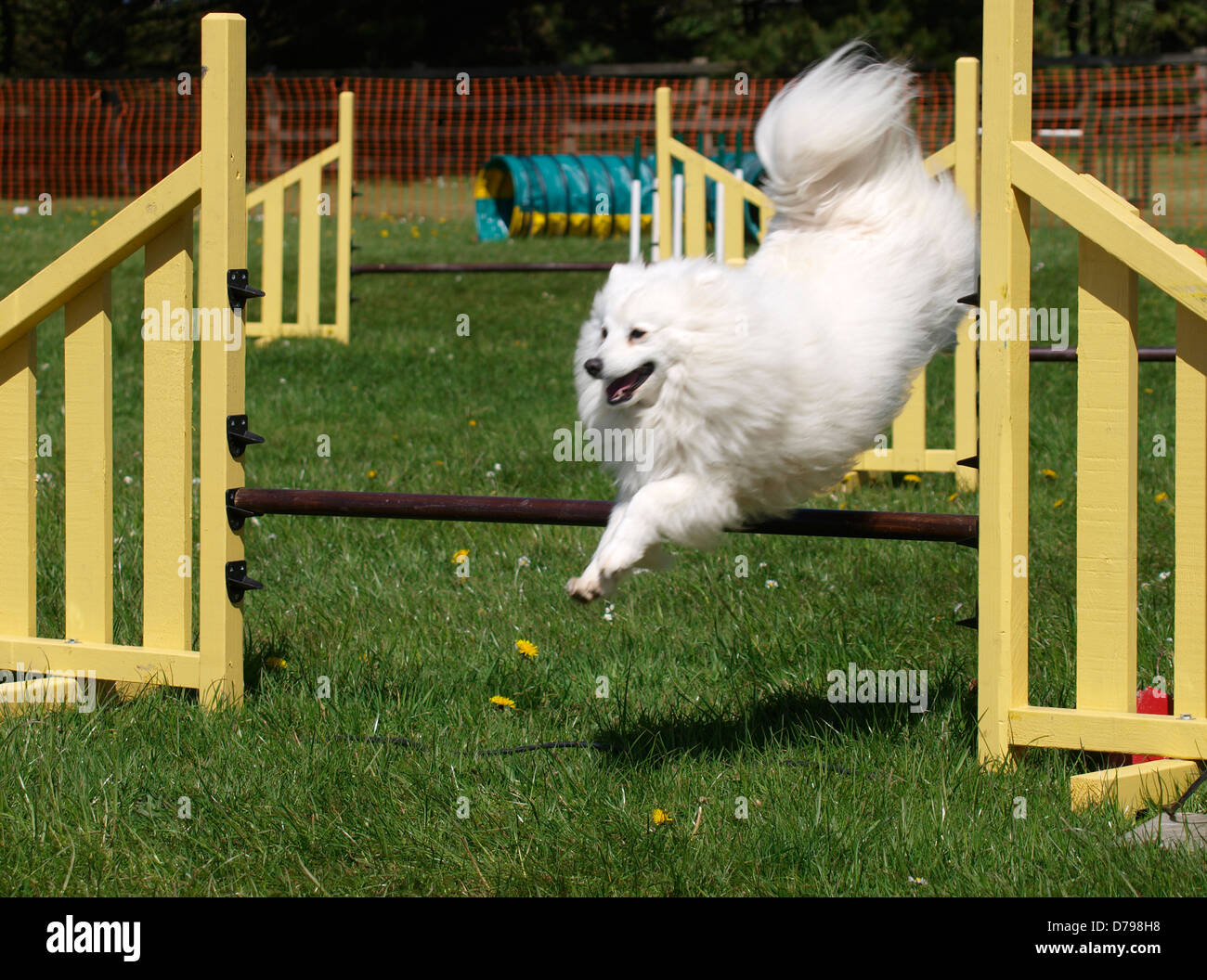 Dog agility competition at the Royal Cornwall Showground,The Cornwall